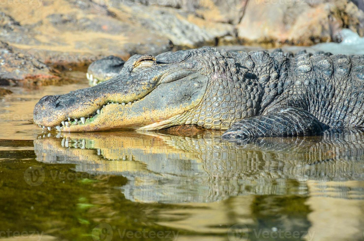 krokodil i vattnet foto