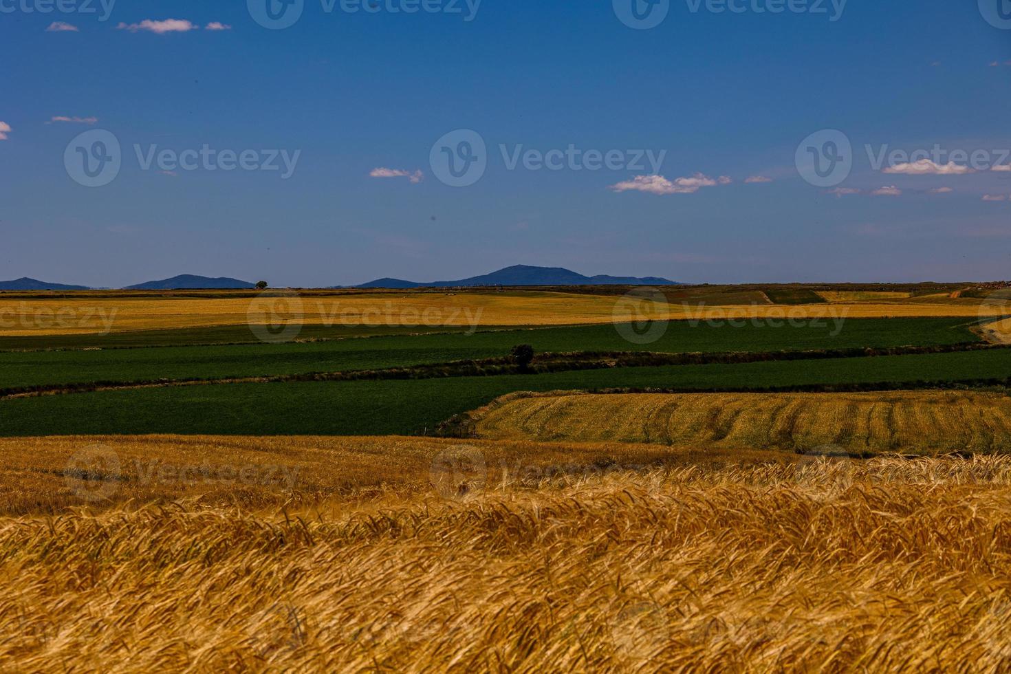 skön naturlig jordbruks bakgrund vete i de fält värma sommar innan skörda foto