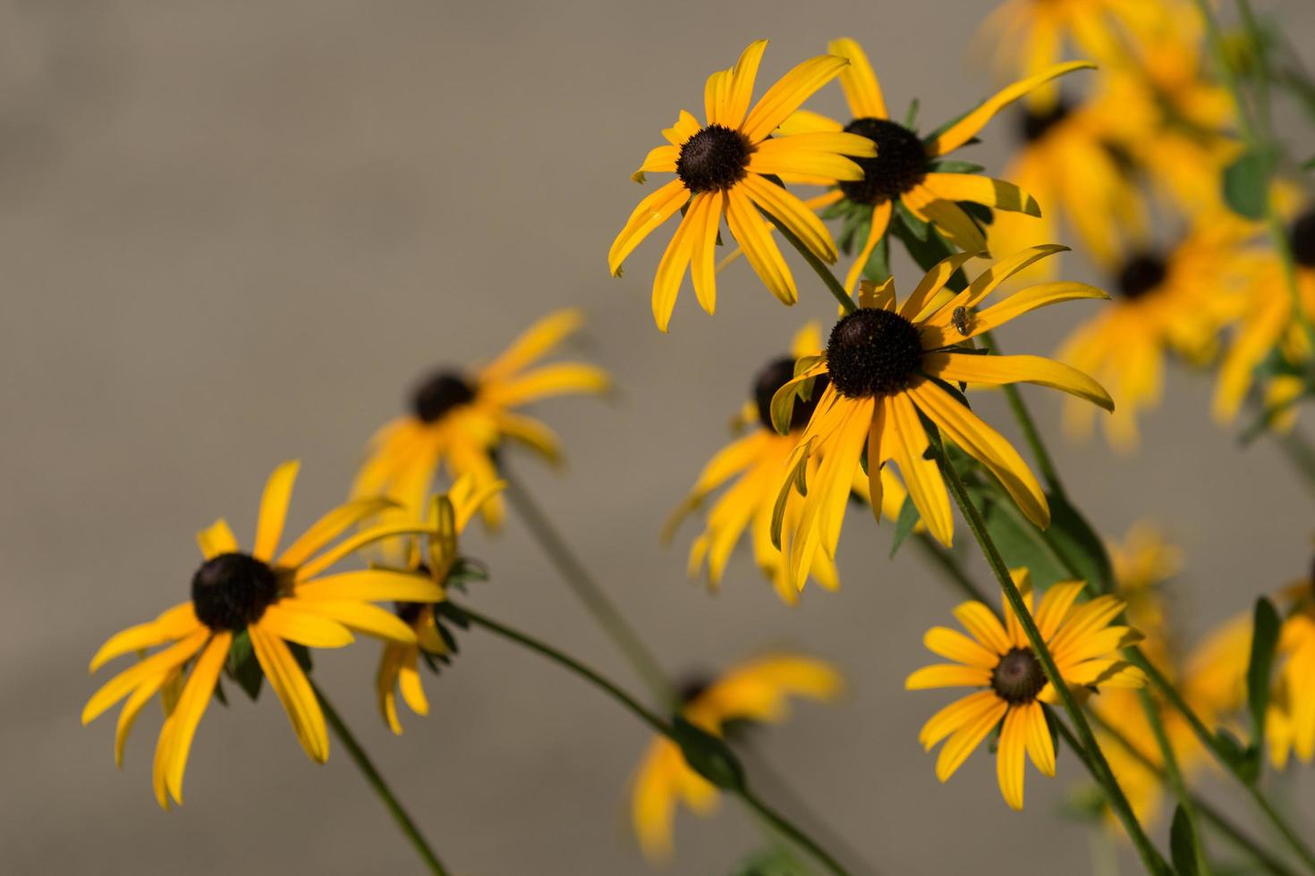 närbild av gula zinnias foto