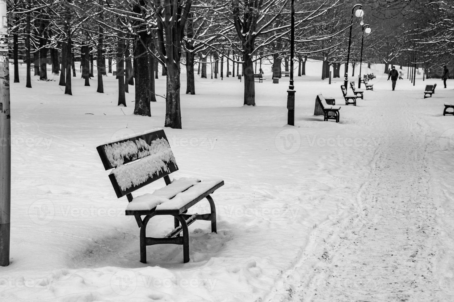 ledsen vinter- vit svart landskap med träd i de snö i januari foto