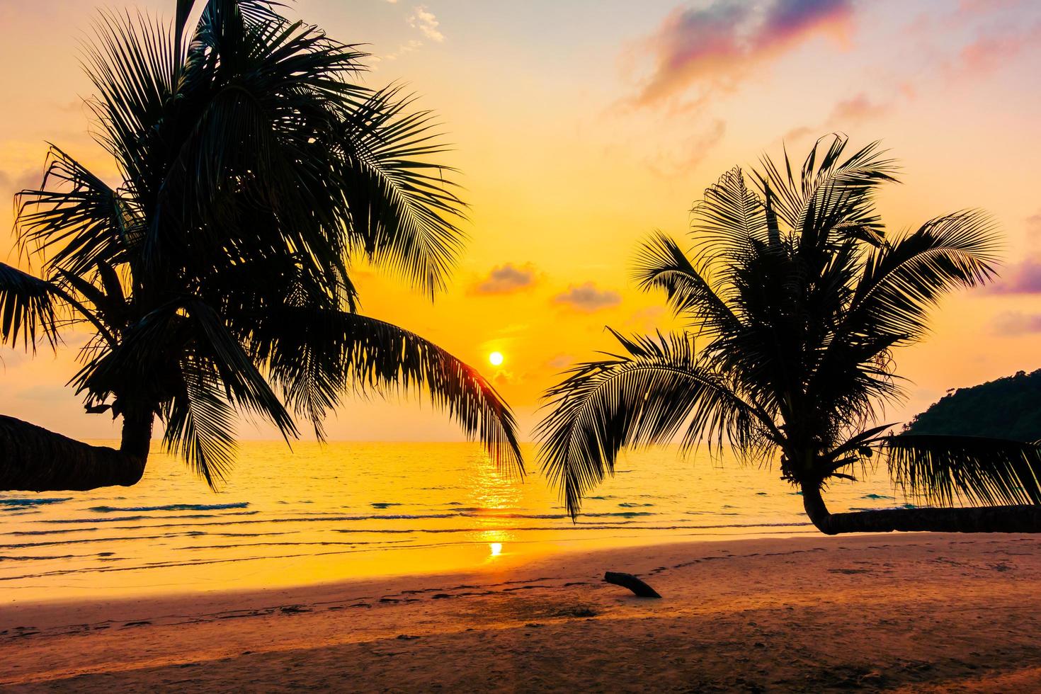 kokospalmer vid havet foto