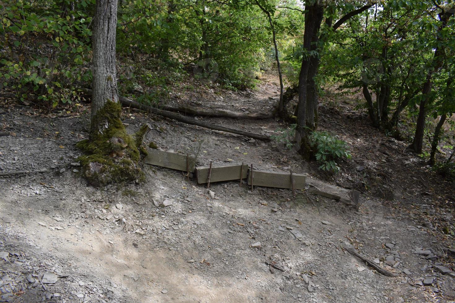 spår i de skog med en steg foto