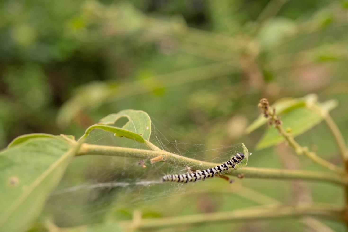 makro Foto av larv när uppäten grön blad och metamorfos. de Foto är lämplig till använda sig av för natur djur- bakgrund, affisch och reklam.