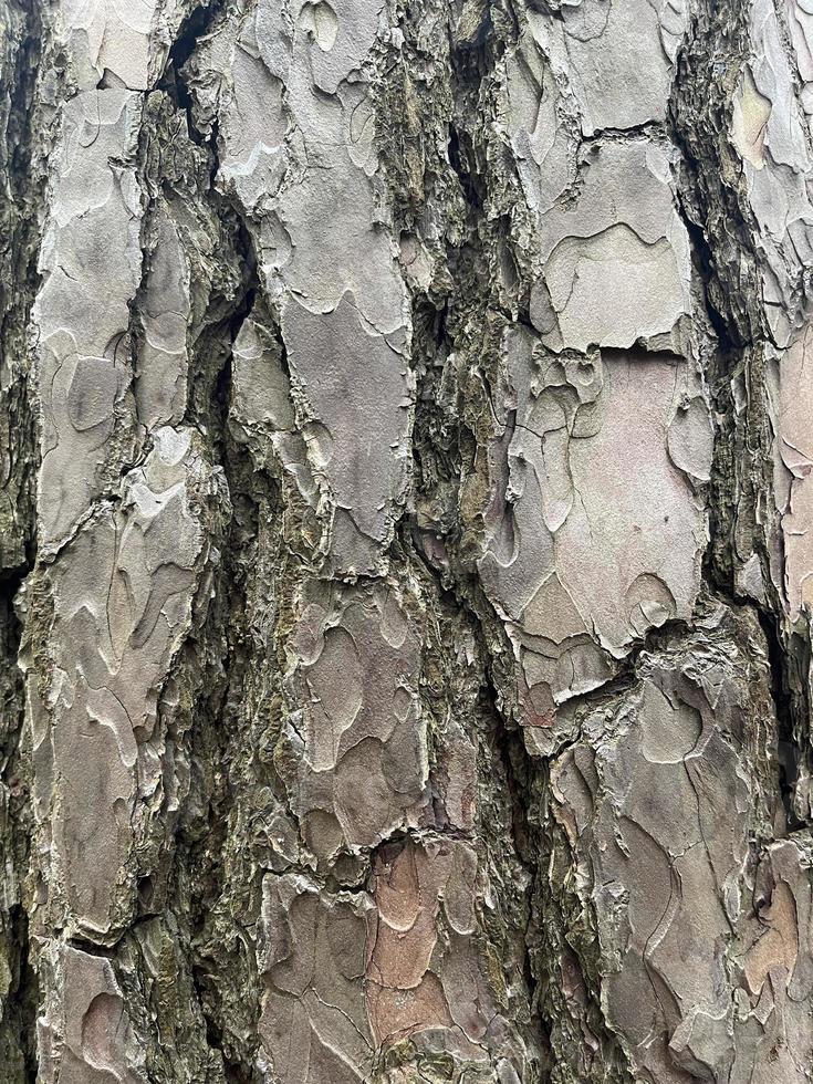 träd bark, bark bakgrund, bakgrund foto