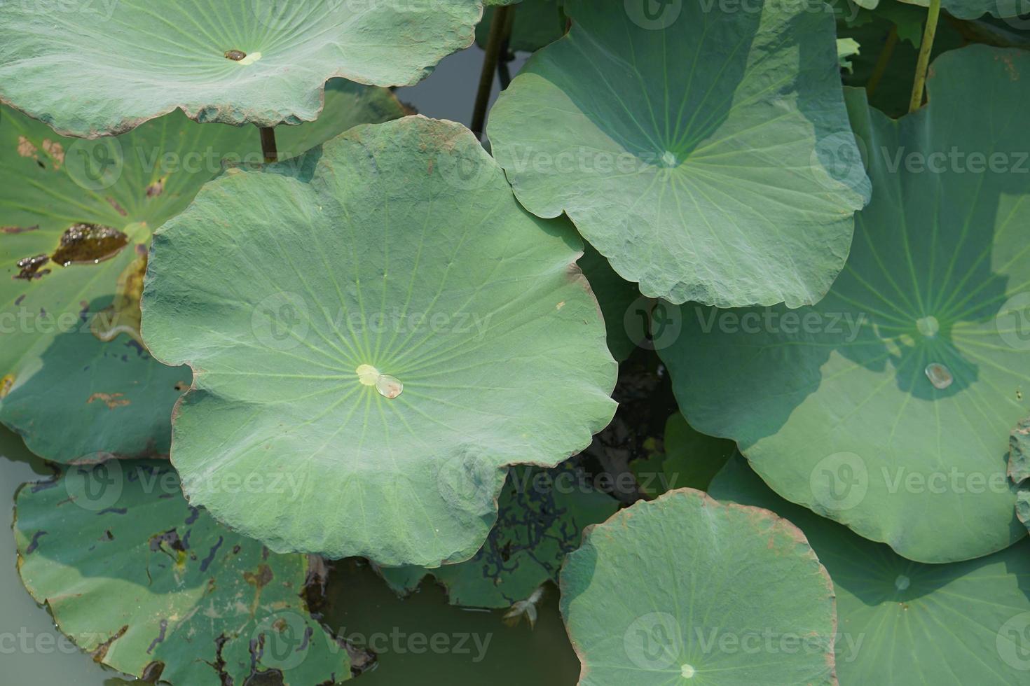 lotus blad i de trädgård damm foto