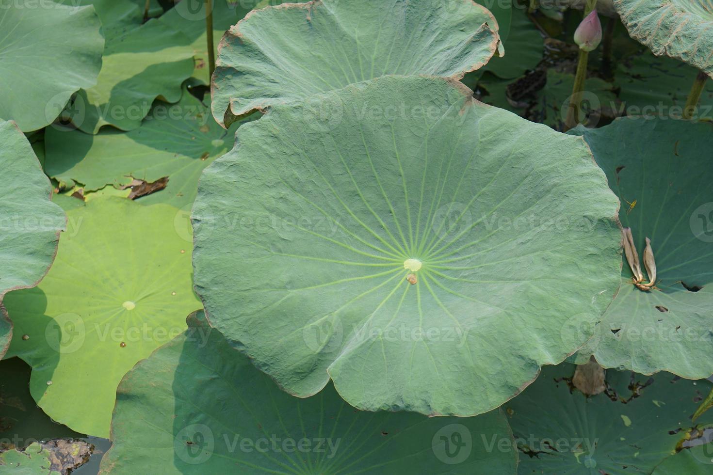 lotus blad i de trädgård damm foto