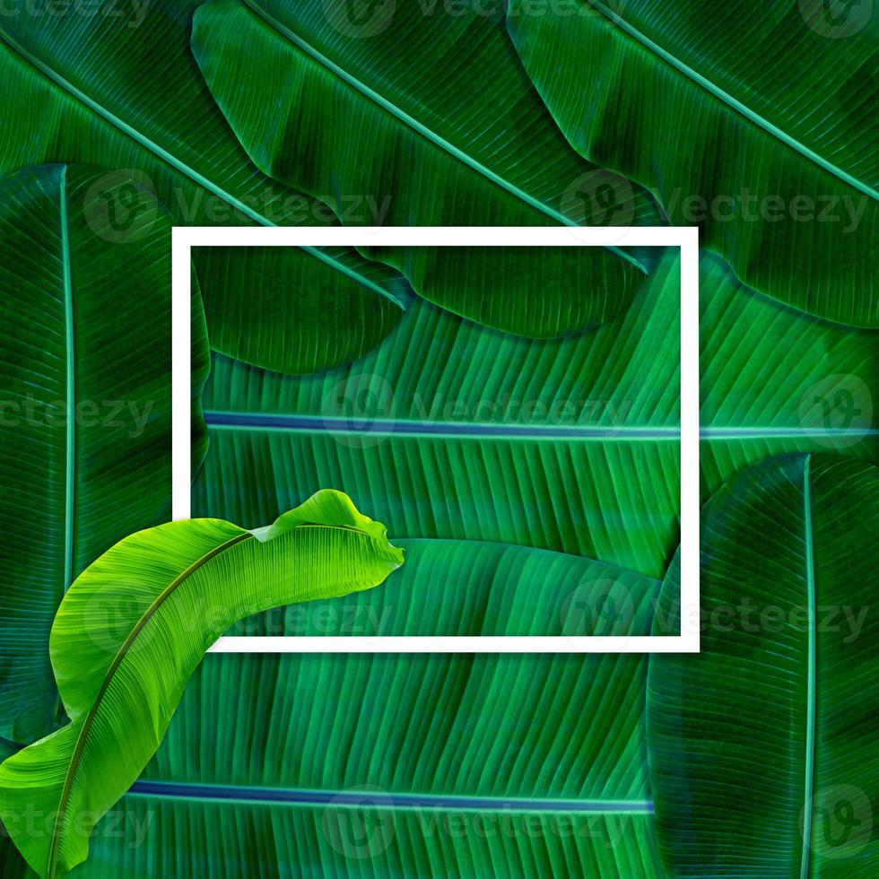 gröna löv mönster för natur koncept, tropiska blad texturerad bakgrund foto