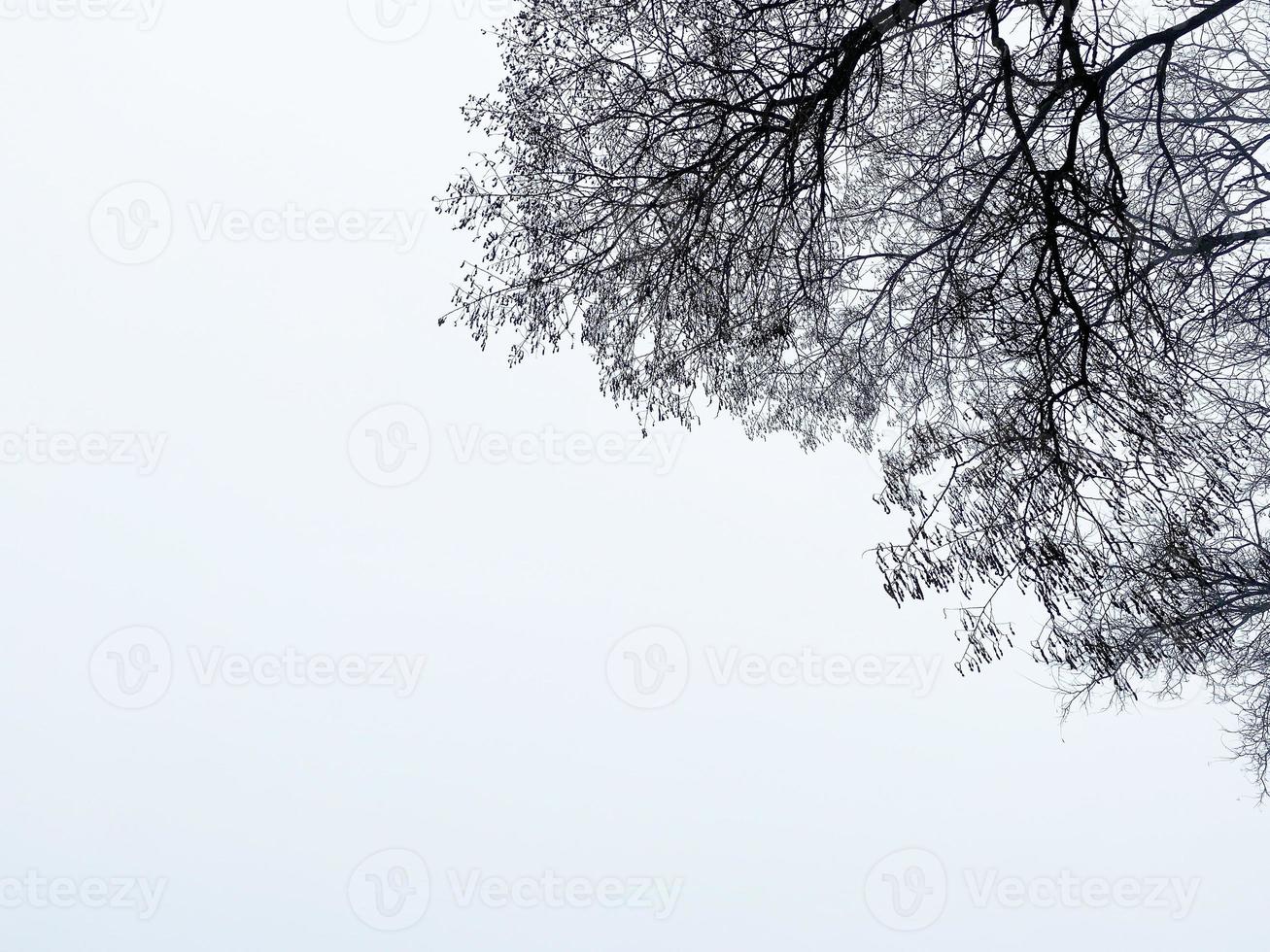 svart grenar av träd mot vit molnig himmel foto