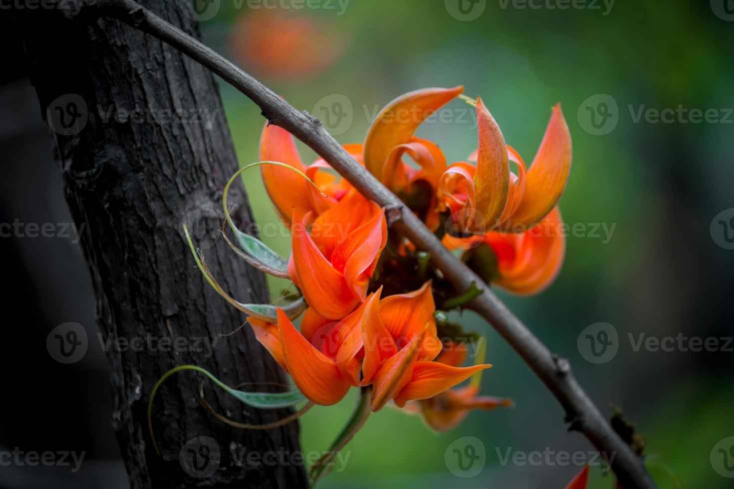 de skön röd-orange butea mono blomma kronblad närbild vyer. foto