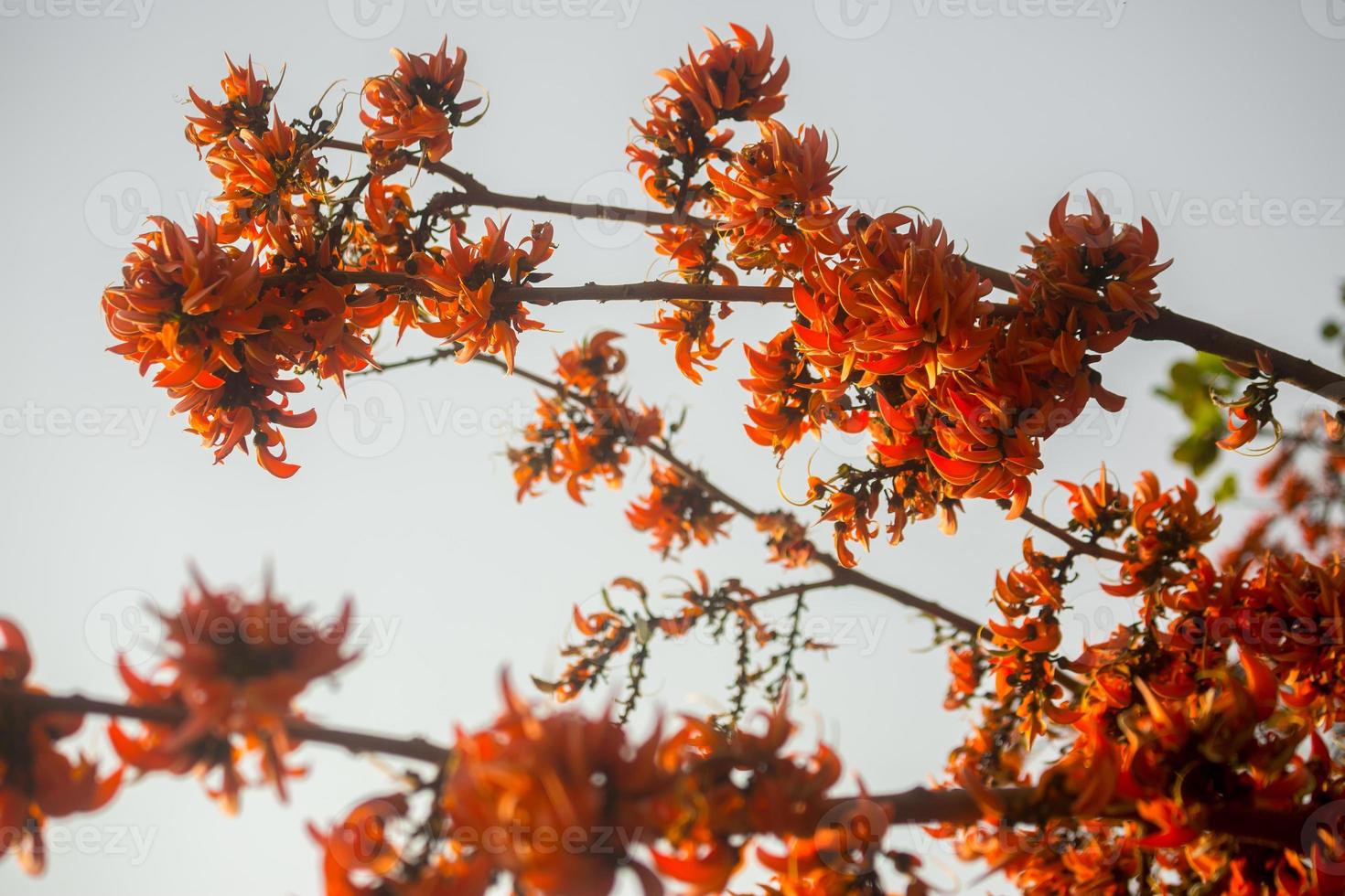 de skön röd-orange butea mono blomma blooms i natur i en träd i de trädgård. foto