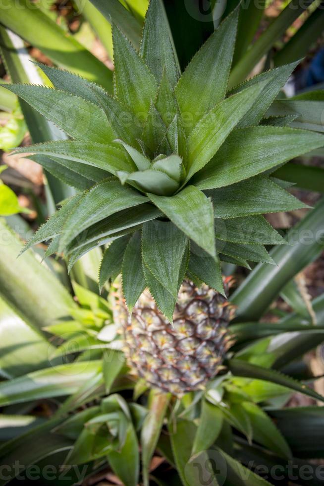 grön ananas frukt växande i trädgård på madhupur, tangail, bangladesh. foto