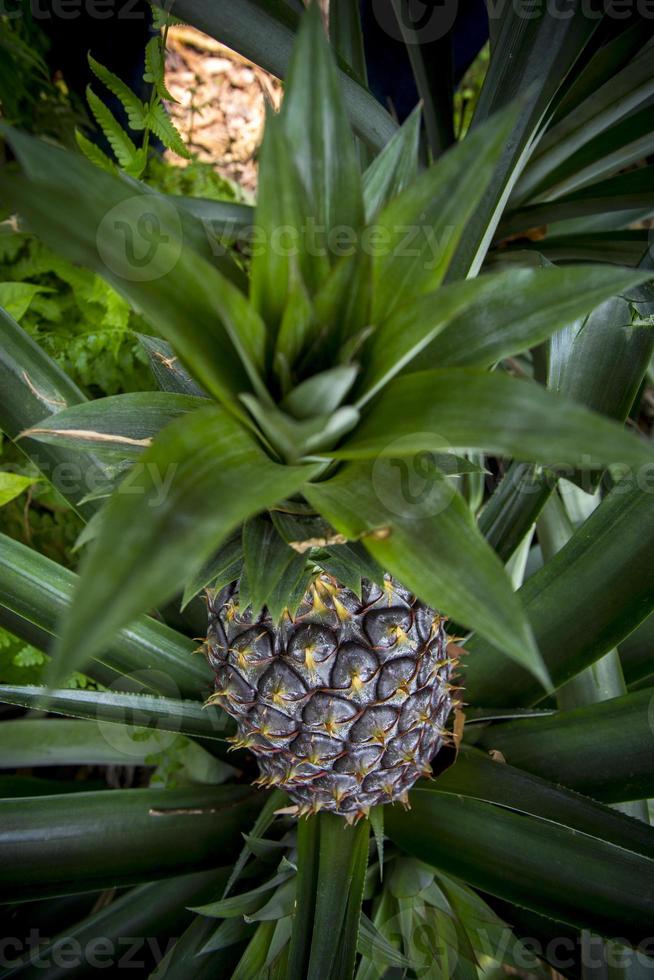 grön ananas frukt växande i trädgård på madhupur, tangail, bangladesh. foto