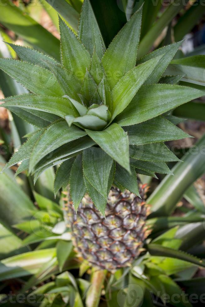 grön ananas frukt växande i trädgård på madhupur, tangail, bangladesh. foto