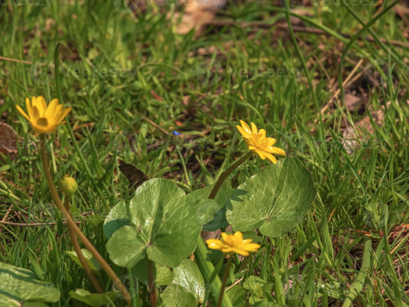 stänga upp av ranunkel thora,as känd som de smörblomma, med ljus gul blommande , är en växt arter av de släkte ranunkel inföding till Europa foto