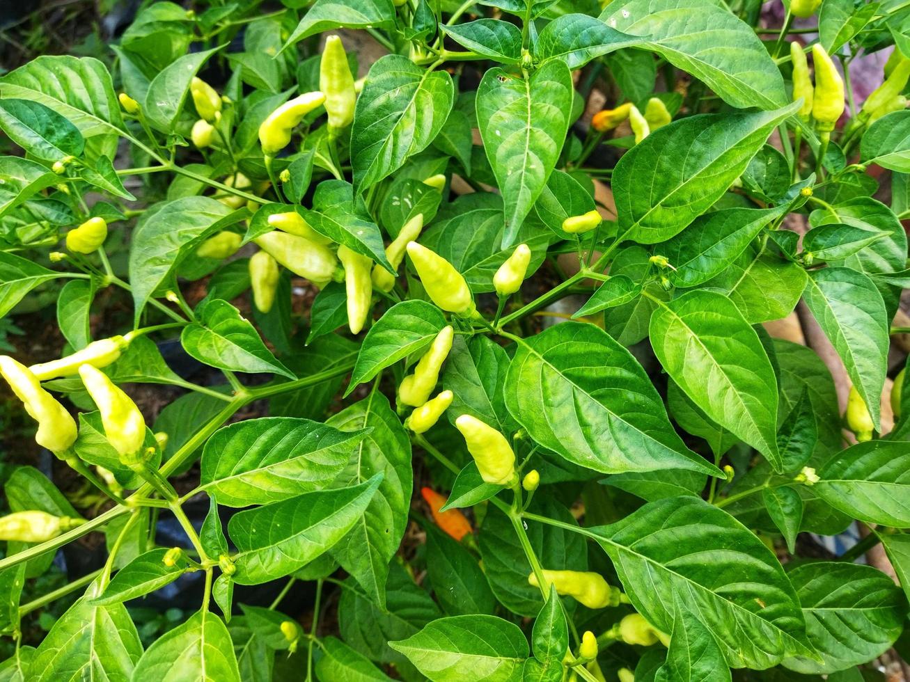 chili i en grön trädgård. grön paprika. foto