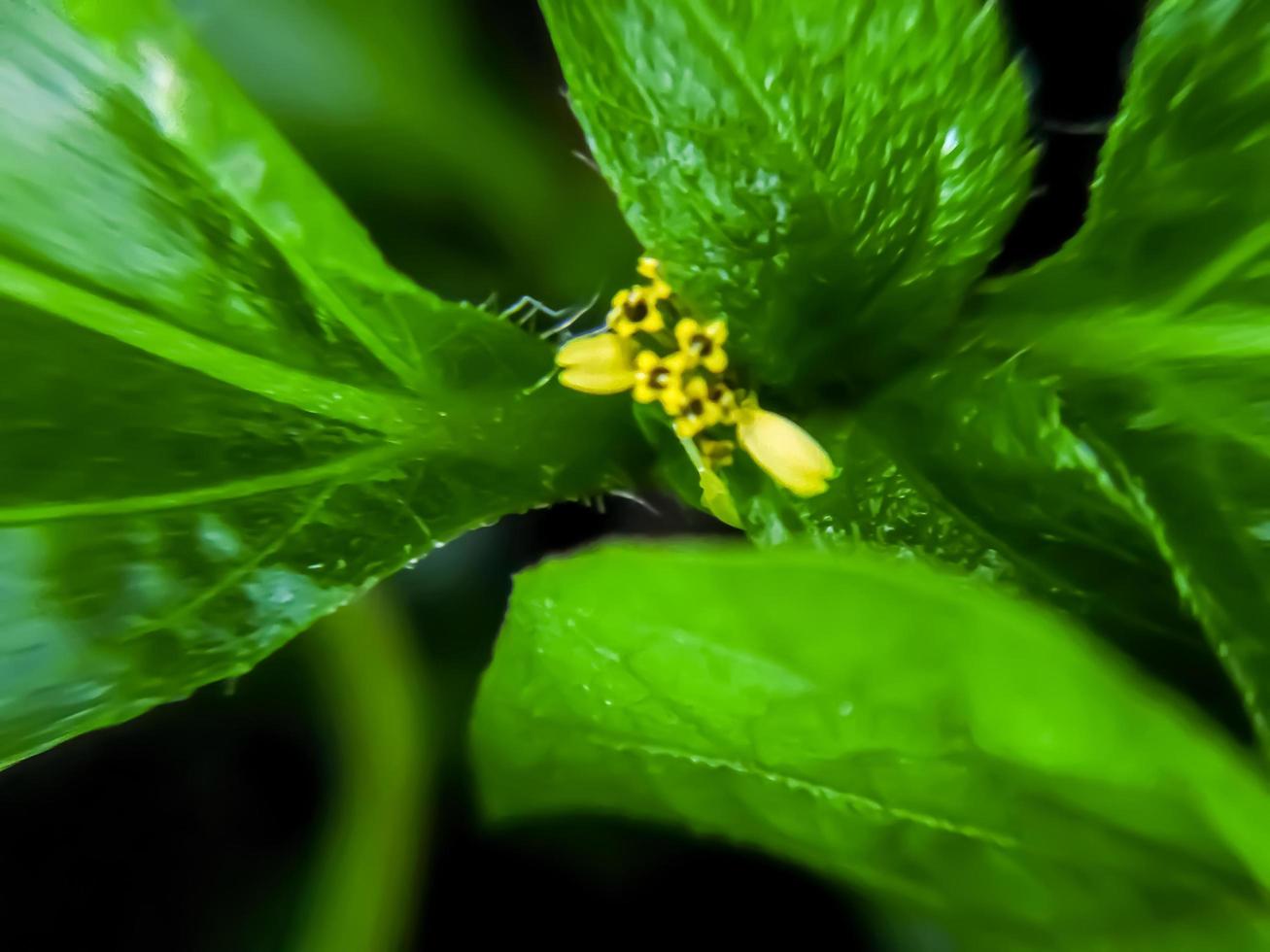 skön gul blomma på en suddig bakgrund. blomma makro Foto. foto