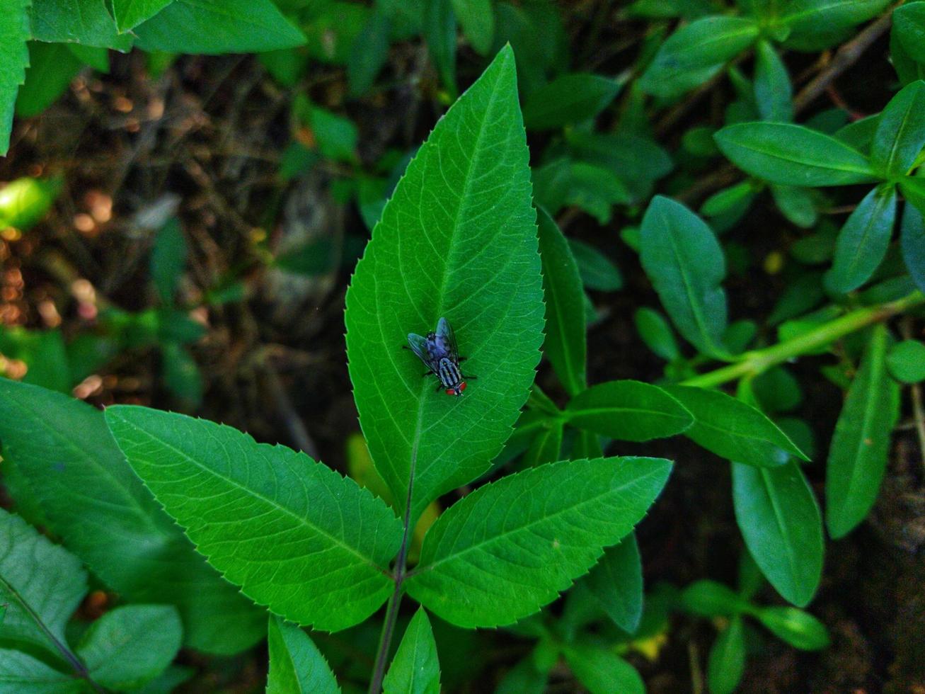 närbild av en flyga uppflugen på en blad, en flyga på en grön blad, ett insekt. abstrakt grön textur, natur grön tona bakgrund. bevingad djur. foto