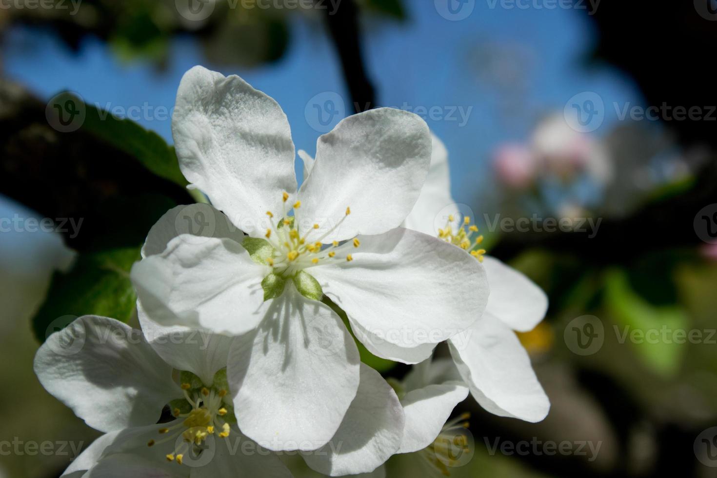 rosa och vit äpple blomma blommor på träd i springtime foto