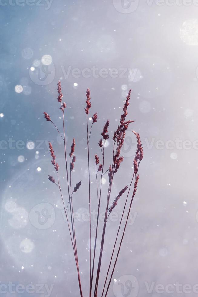 växter silhuett och himmel bakgrund i vintertid foto