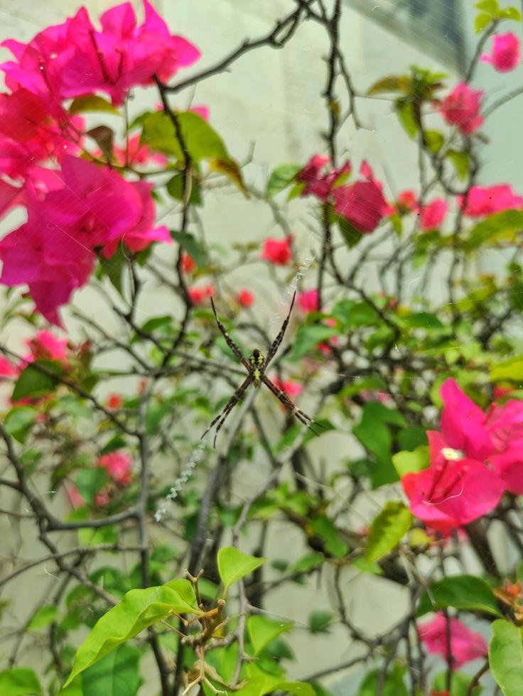 fångande de skönhet av rosa blommor i en trädgård, en lugn bild av rosa blommor i blomma, en underbar Foto av rosa blommor i en trädgård