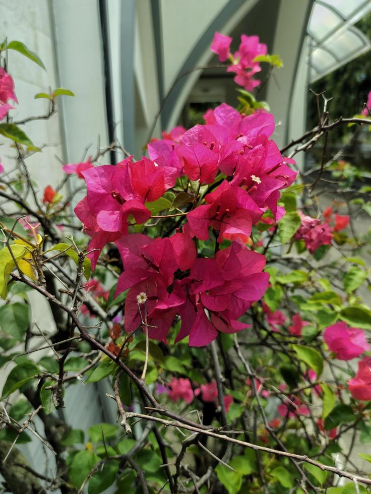 fångande de skönhet av rosa blommor i en trädgård, en lugn bild av rosa blommor i blomma, en underbar Foto av rosa blommor i en trädgård