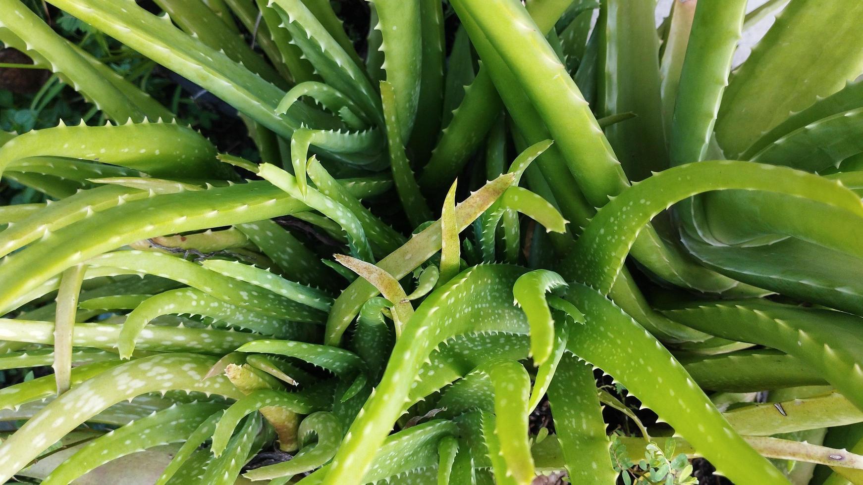 aloe vera växt. aloe vera ört foto