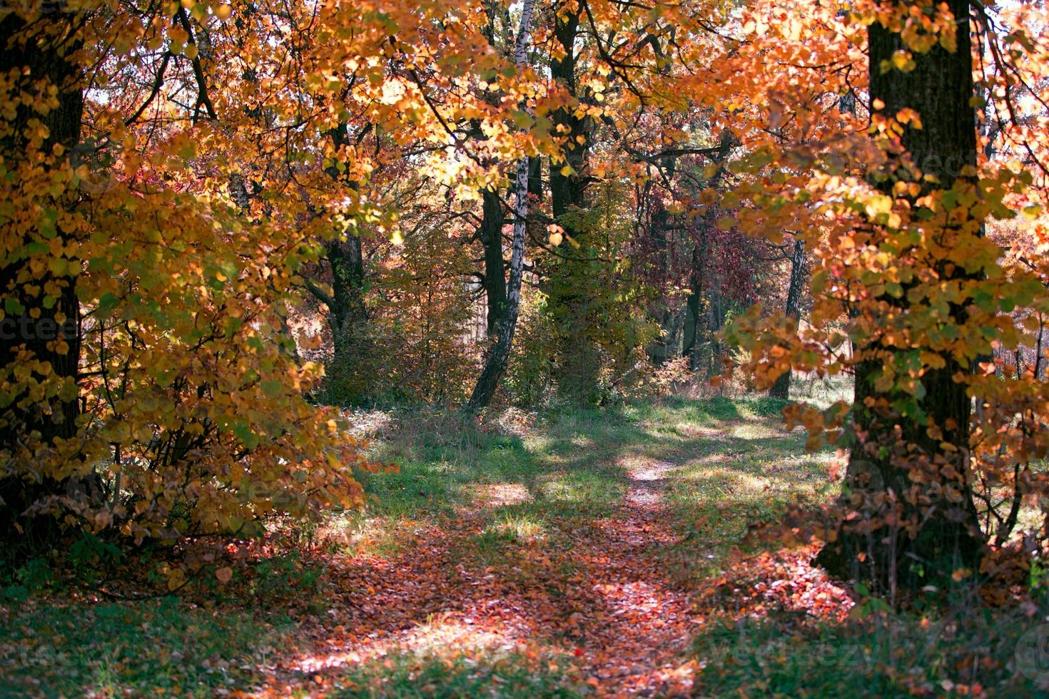 höst skog med gul löv och fallen löv foto