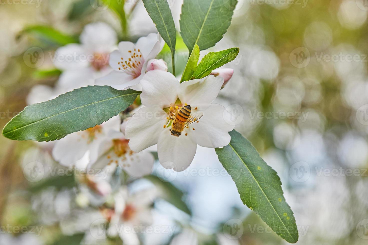 mandel blommor närbild. blommande grenar av ett mandel träd i ett fruktträdgård. de bi samlar nektar och pollinerar blommande träd tidigt vår foto