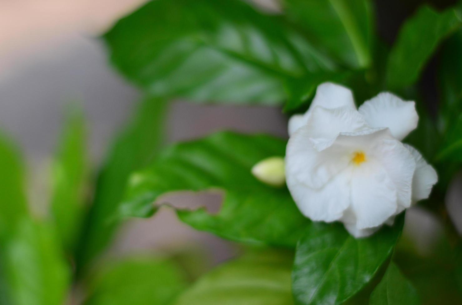 de skön vit dubbel- cape jasmin blomma och grön löv Bakom. foto