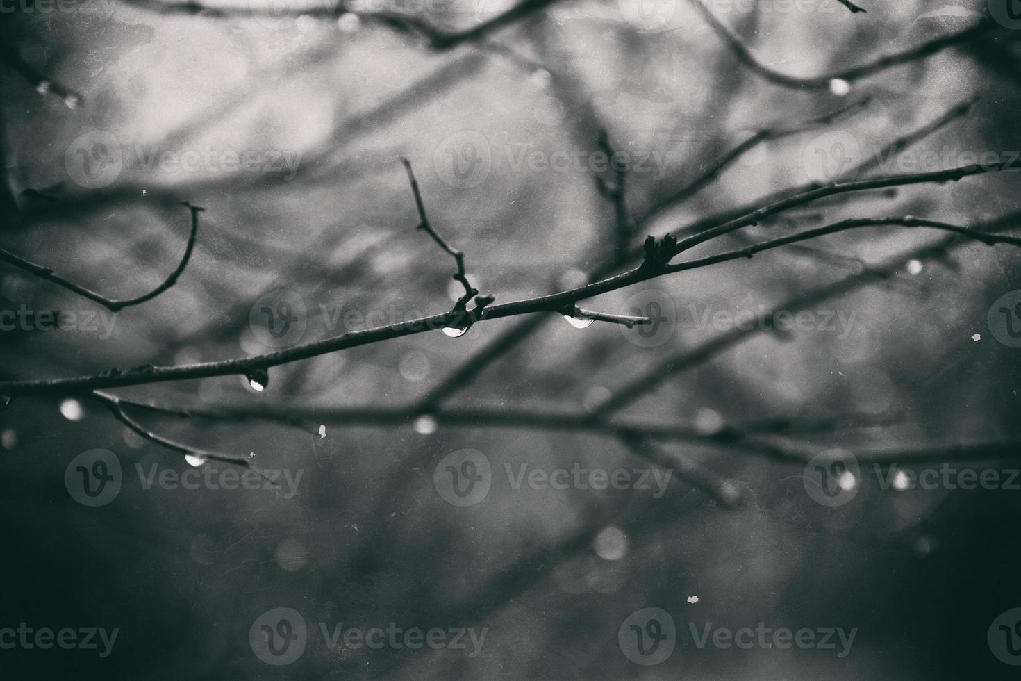 ensam bladlösa träd grenar med droppar av vatten efter en november kall regn foto