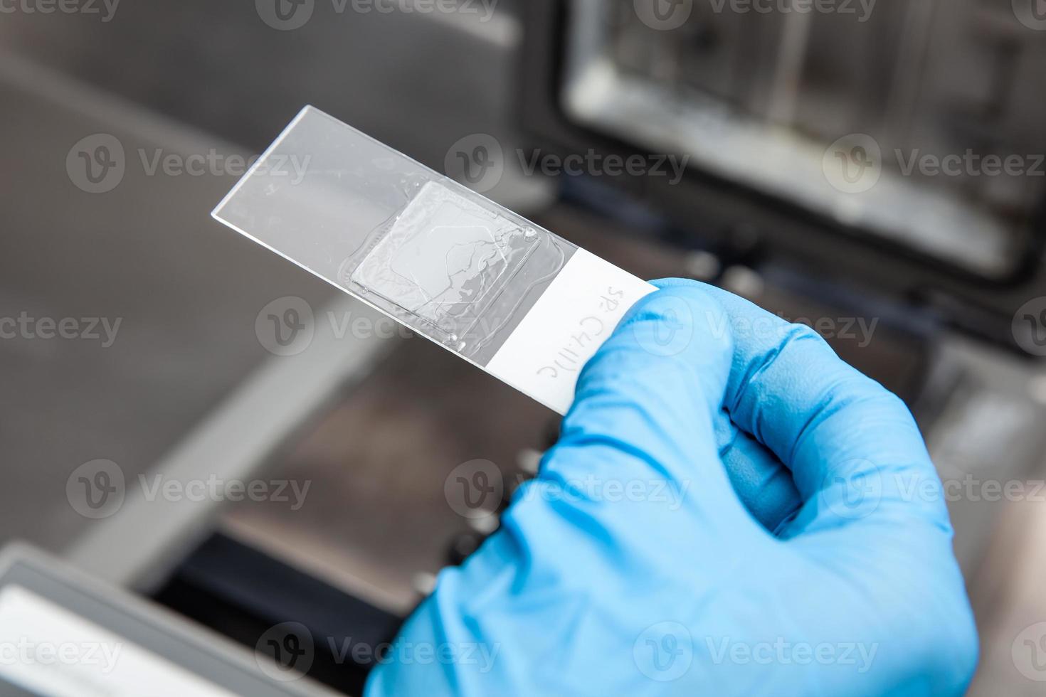 forskare framställning diabilder för karyotipe och fluorescens i situ hybridisering - fisk i de laboratorium. torkning av de lim applicerad till de omslag glas. foto