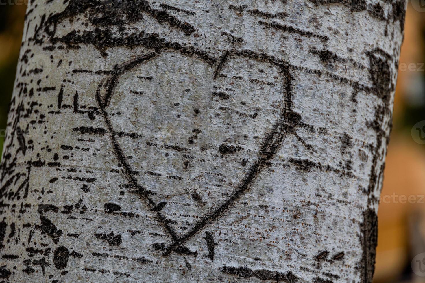 hjärta ristade i en träd initialer av älskande ljus vit bark foto