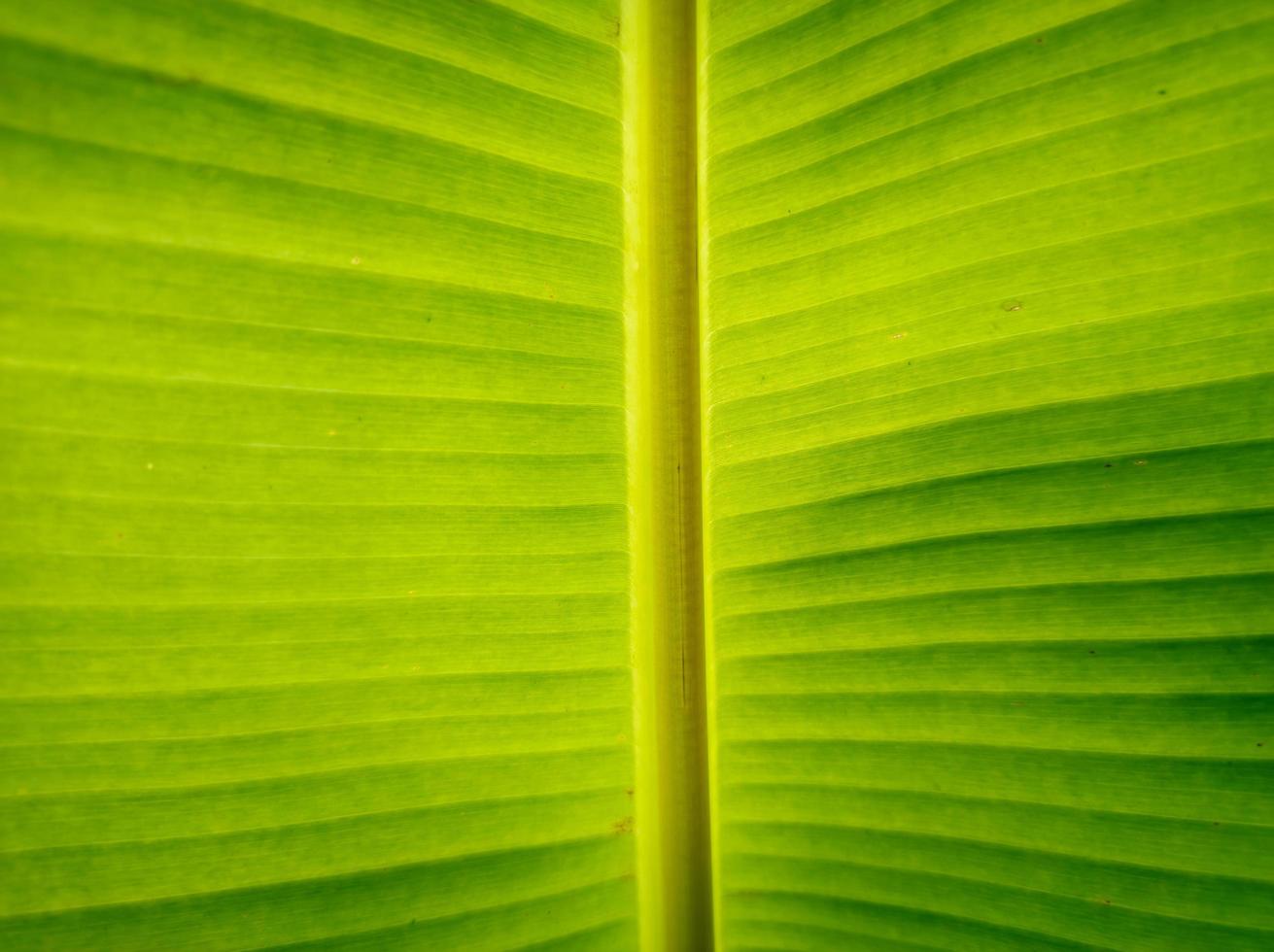 abstrakt bakgrund textur stänga upp banan blad foto