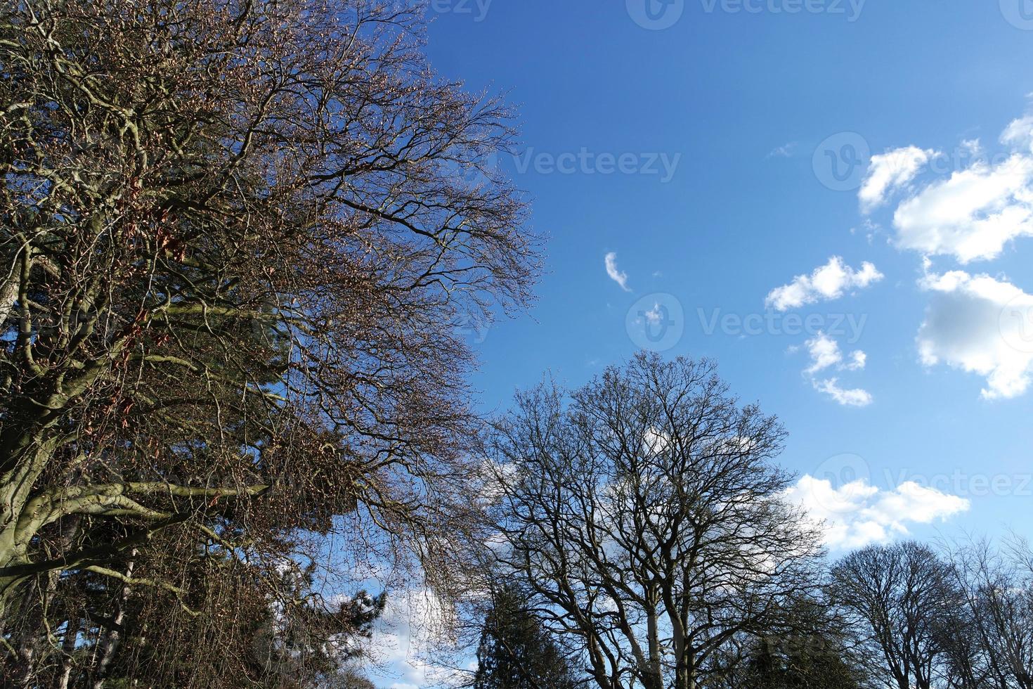 låg vinkel se av lokal- offentlig parkera och skön träd en klar och kall dag av 24 mars 2023 på luton stad av England Storbritannien. foto