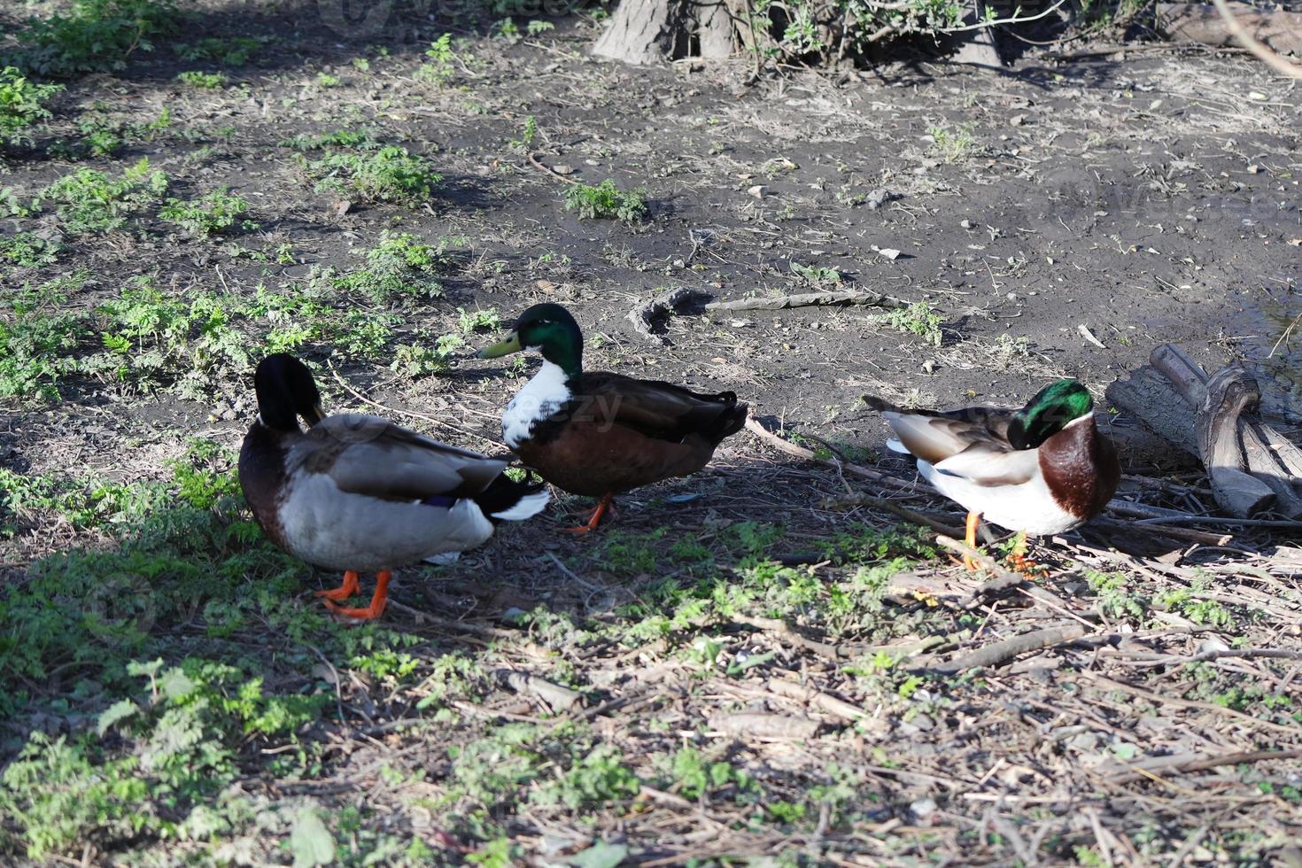 söt vatten fåglar på de sjö av offentlig parkera av luton England Storbritannien foto