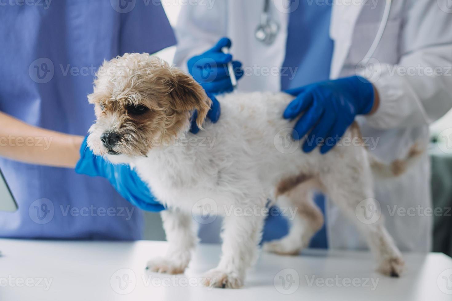 veterinär granskning hund och katt. valp och kattunge på veterinär läkare. djur- klinik. sällskapsdjur kolla upp upp och vaccination. hälsa vård. foto