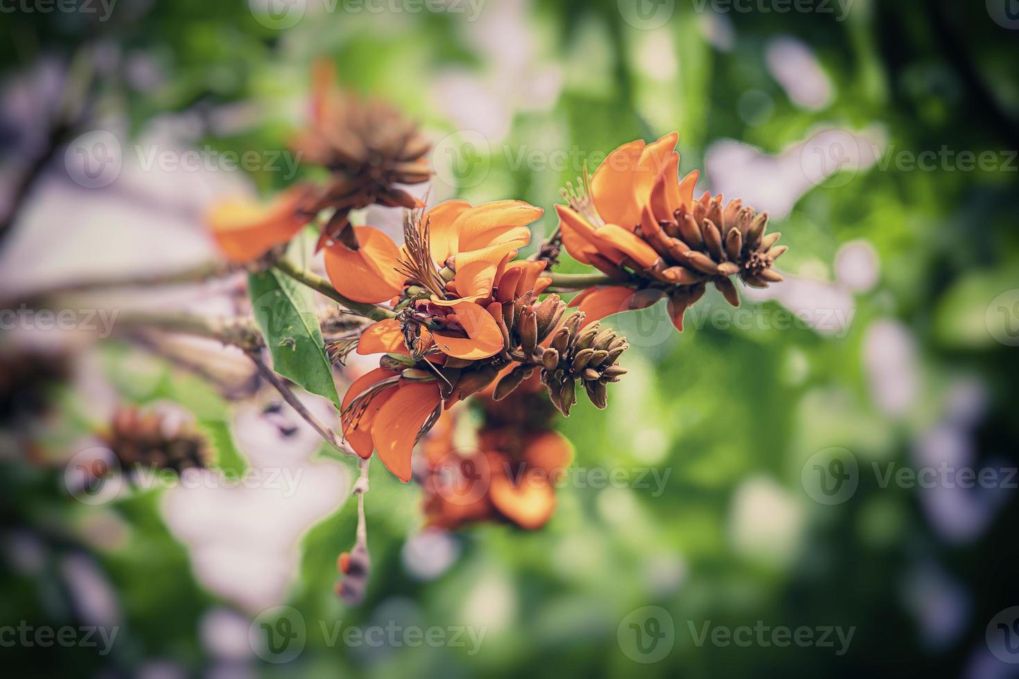 orange blommor på erythrina caffra träd iin vår foto