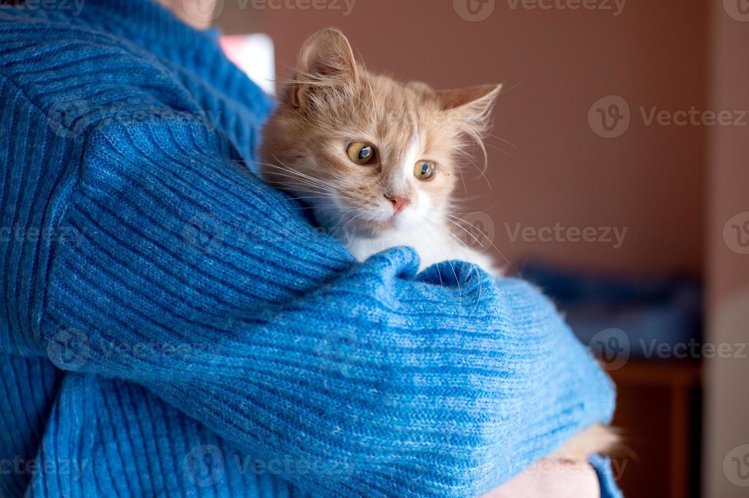 söt fluffig röd ung katt i mänsklig händer foto