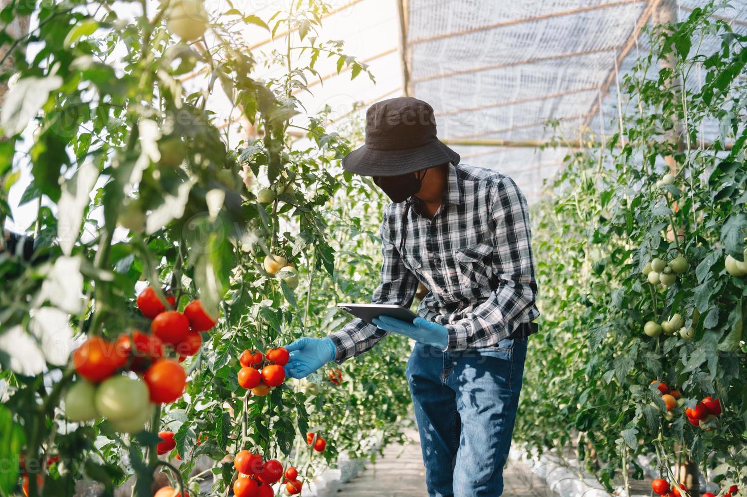 jordbrukare asiatisk man tittar på organisk tomater i växthus, jordbrukare arbetssätt i smart jordbruk foto