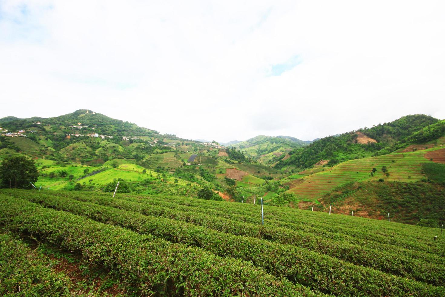 te plantage i soluppgång på de berg och skog är mycket skön se i Chiang Rai provins, thailand. foto