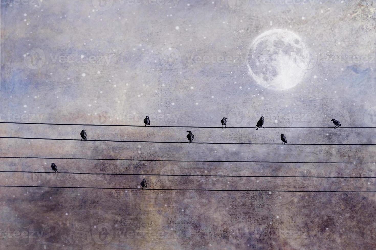 vild svart stor fåglar Sammanträde på en hög Spänning linje på en bakgrund av de himmel med de måne foto