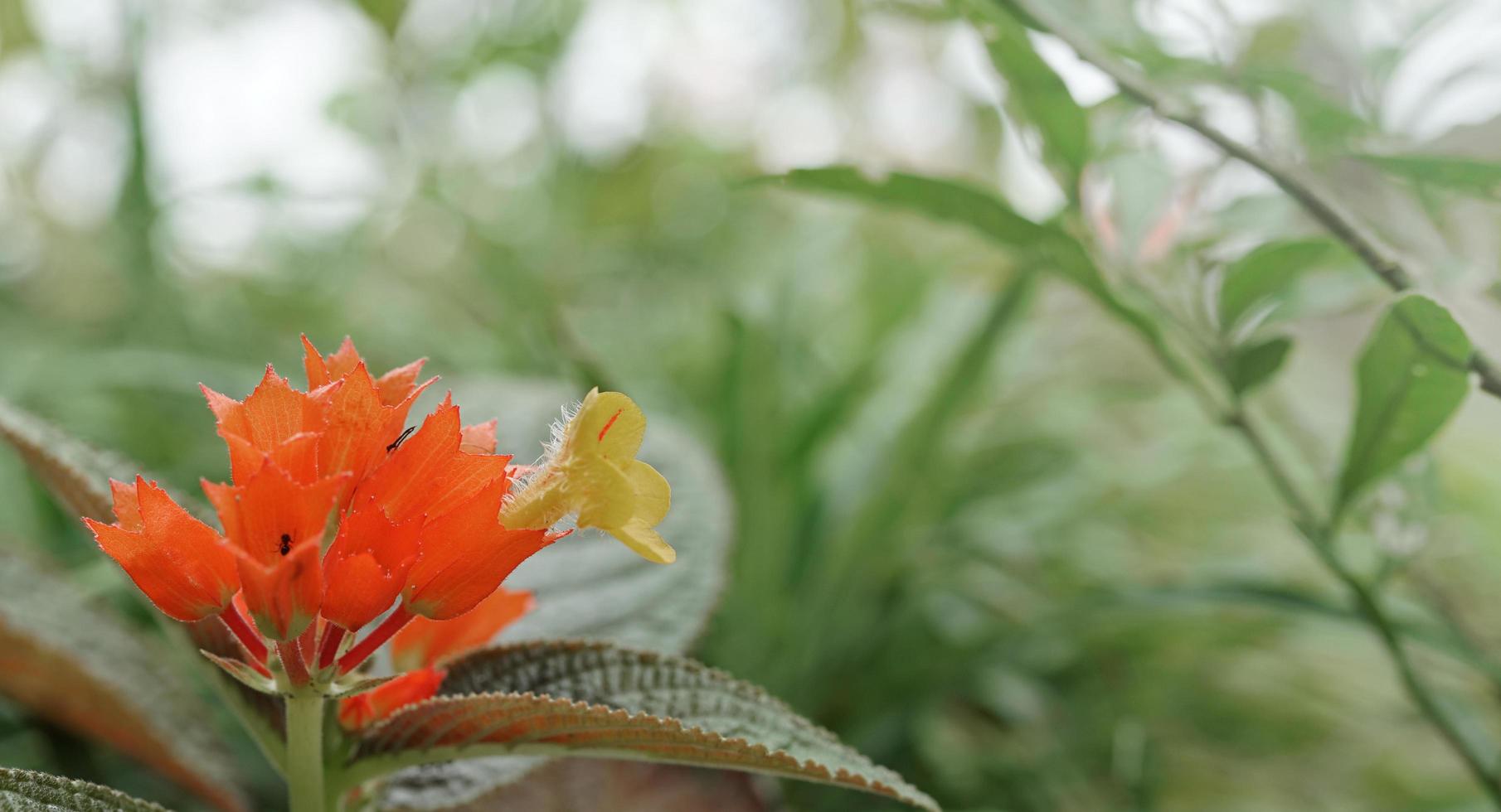 närbild av en blomning krysothemis buske i de trädgård, abstrakt bakgrund foto