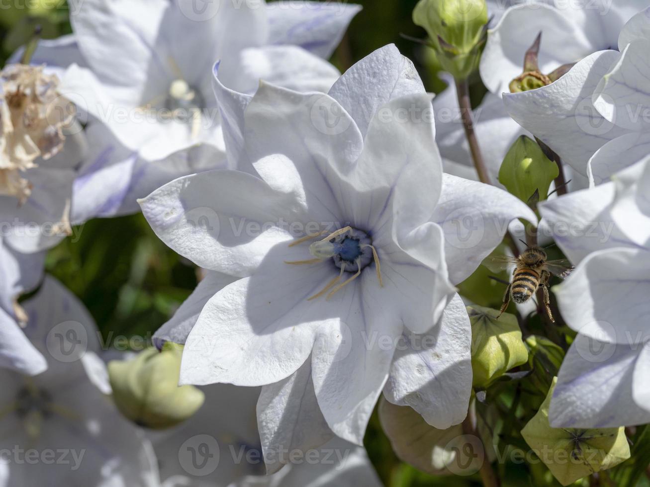 dubbla vita ballongblommor i en trädgård foto