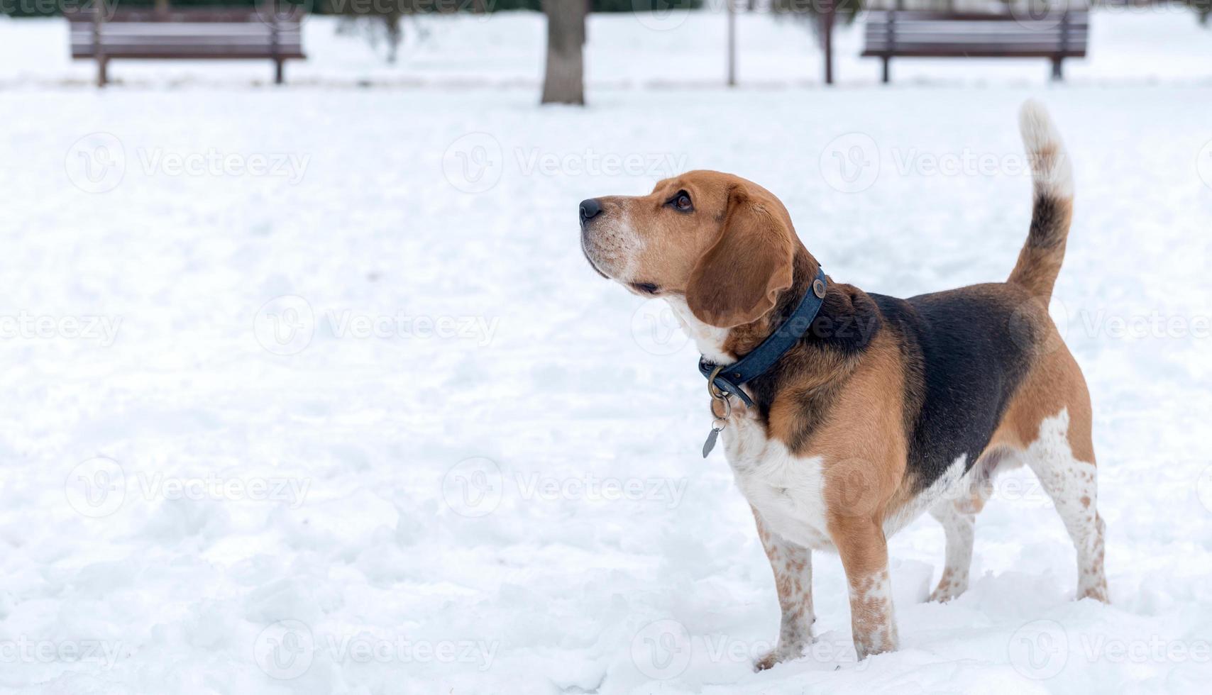 vuxen beagle utomhus- foto