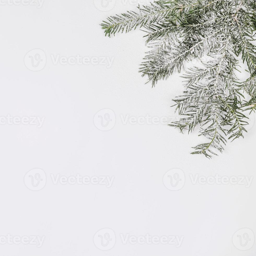 gran gren täckt med snö foto