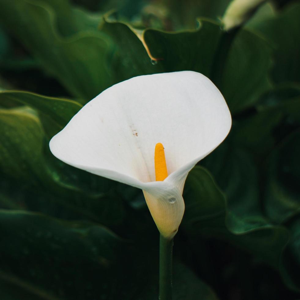 vacker lilja calla blomma i trädgården under vårsäsongen foto