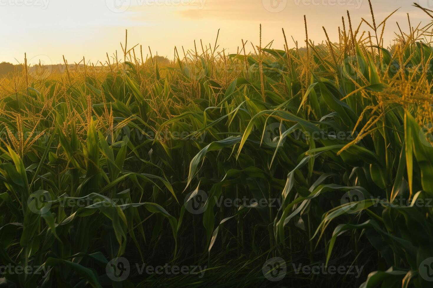 majs fält i de morgon- Sol. jordbruk med naturlig ekologisk grönsaker. ai genererad. foto