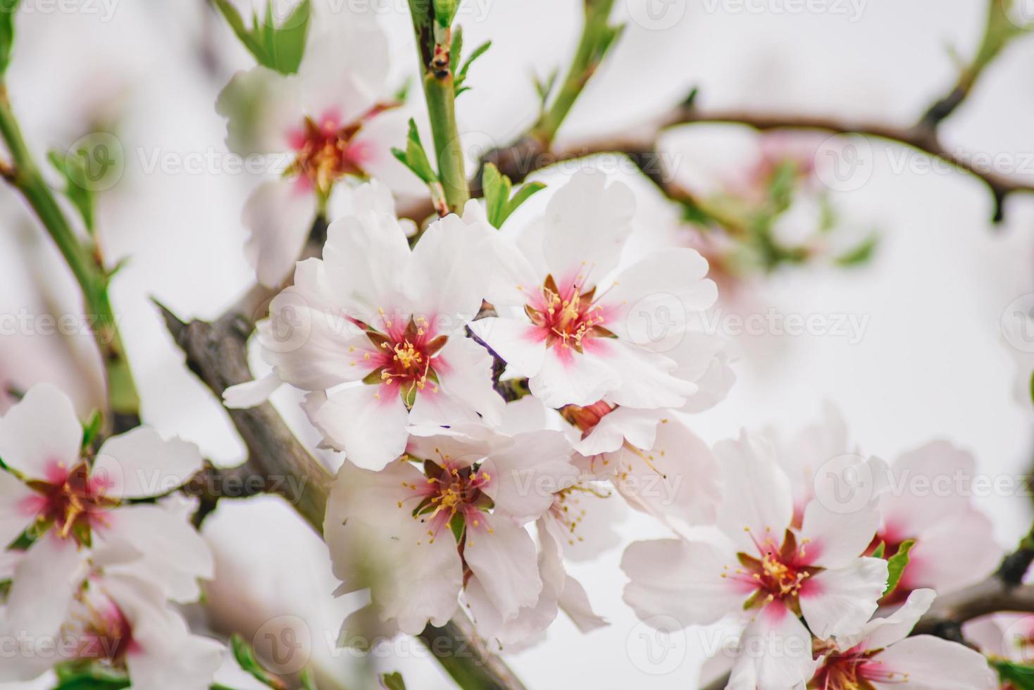 en stänga upp av en blomma med de ord körsbär på den foto