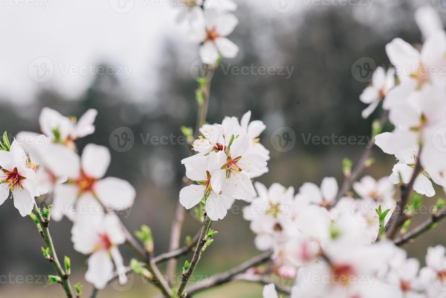 en stänga upp av en blomma med de ord körsbär på den foto