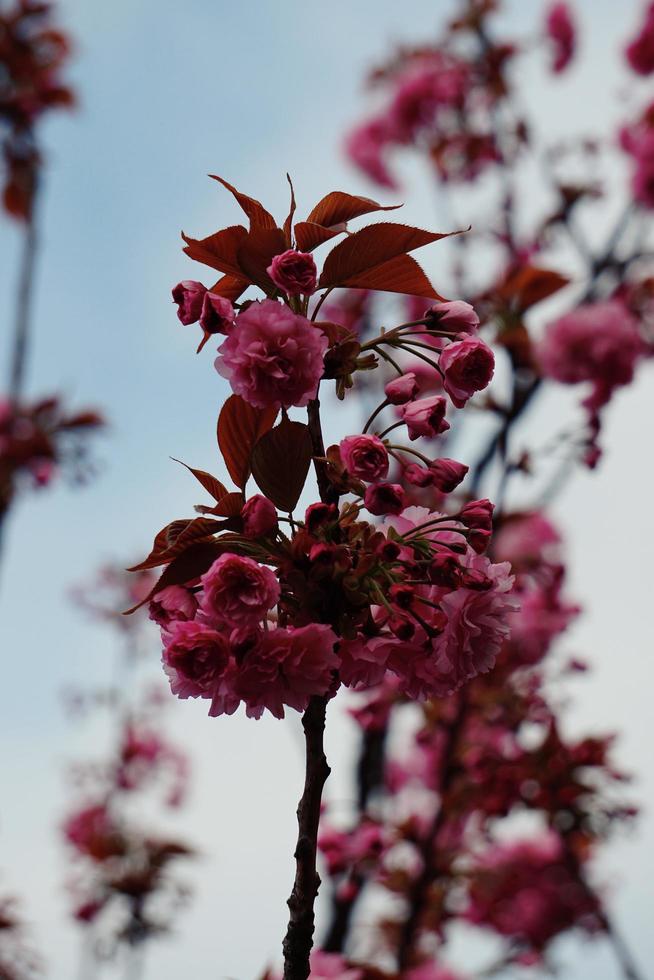 vacker rosa blomma växt i trädgården på våren foto